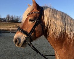 Pferd Best Of (Haflinger, 2018, von Basalt)