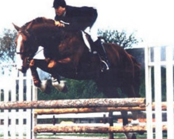 stallion Kingsway Diamond (Irish Draft Horse, 1980, from King of Diamonds)