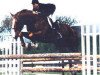 Deckhengst Kingsway Diamond (Irish Draught Horse, 1980, von King of Diamonds)
