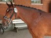 broodmare Bambi (German Riding Pony, 2017, from Bossanova 28)