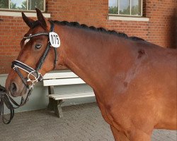 broodmare Bambi (German Riding Pony, 2017, from Bossanova 28)