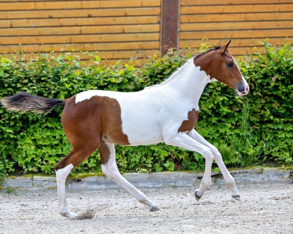 eventing horse Camar Dancing Diva (Trakehner, 2024, from Polartanz)