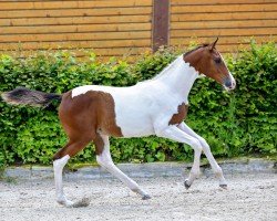 foal by Camar Dancing Diva (Trakehner, 2024, from Polartanz)