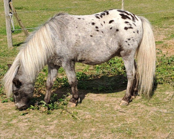 horse Dylan v. St. Lantie (Nederlands Mini Paarden,  , from Action of the Fairy Tale Ranch)