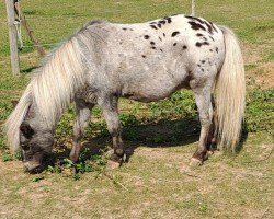 Pferd Dylan v. St. Lantie (Nederlands Mini Paarden,  , von Action of the Fairy Tale Ranch)