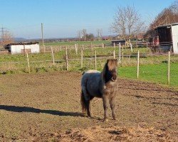 horse Lizzy van Stal Anja (Nederlands Appaloosa Pony,  , from Davinchi van het Koningsoord)