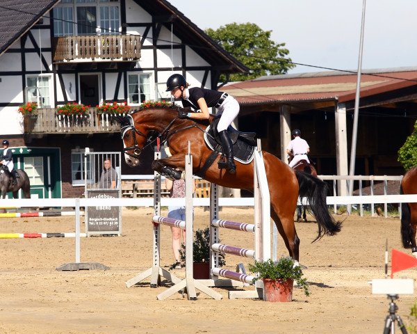 Springpferd Monte (Deutsches Reitpferd, 2016, von Mac Namara)