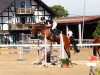 jumper Monte (German Warmblood, 2016, from Mac Namara)