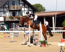 jumper Monte (German Warmblood, 2016, from Mac Namara)