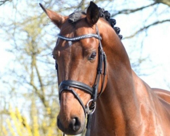 dressage horse Dylleh (KWPN (Royal Dutch Sporthorse), 2008, from Spielberg)