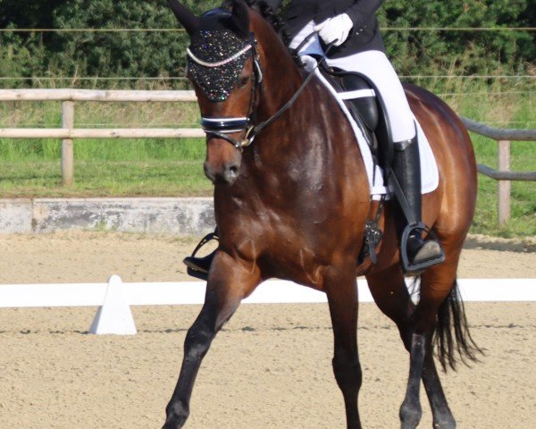 dressage horse Friediana (Hanoverian, 2016, from Friedensritter)