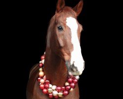 dressage horse Futuro Campione (Rhinelander, 2014, from Foundation 2)