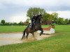 dressage horse New Haven Dreams (Westphalian, 2016, from Nubalou W.Z.)