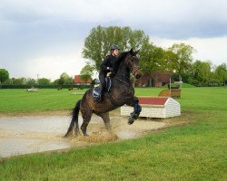 dressage horse New Haven Dreams (Westphalian, 2016, from Nubalou W.Z.)