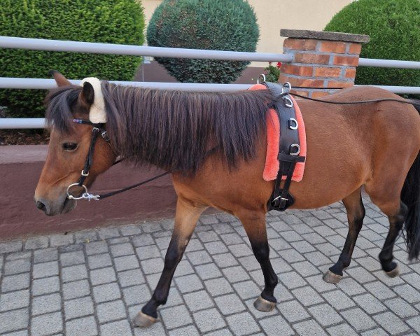 broodmare Alina von Bovert (Dt.Part-bred Shetland pony, 2004, from Amigo von Bovert)