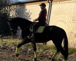 dressage horse Momo (German Sport Horse, 2016, from Morricone)