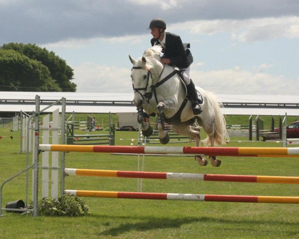 stallion True Blue (New Zealand Warmblood, 2007, from Mr Blue)