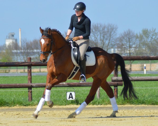 Pferd La Coer (Westfale, 2013, von Lugato)