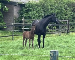 broodmare Nea’s Donata Nera (Oldenburg, 2018, from Don Nobless)