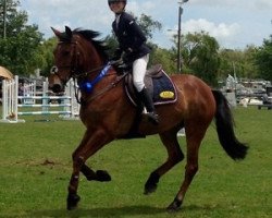 jumper Ajaccio (New Zealand Warmblood, 2009, from Calvaro Z)