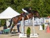 jumper Casina Vom Loo CH (Swiss Warmblood, 2019, from Casino Berlin OLD)