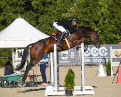 Springpferd Casina Vom Loo CH (Schweizer Warmblut, 2019, von Casino Berlin OLD)