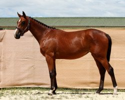 horse Jester (New Zealand Warmblood, 2018, from Fuego du Prelet)