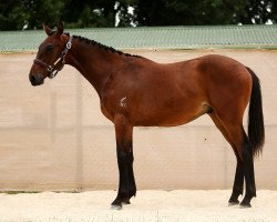 jumper Know it All (New Zealand Warmblood, 2019, from Quool du Bois Margot)