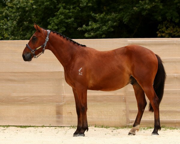 jumper Java (New Zealand Warmblood, 2018, from Cicave du Talus)