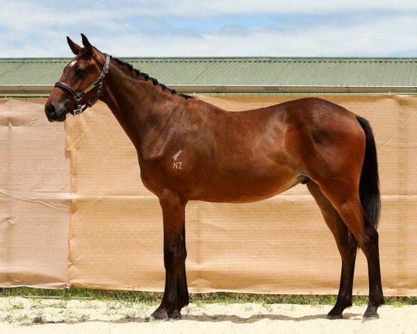 Springpferd Just'n'Tune (Neuseeländisches Warmblut, 2018, von Candy de Nantuel)