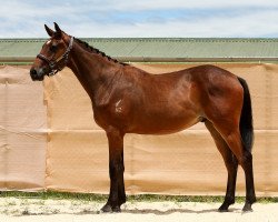 jumper Just'n'Tune (New Zealand Warmblood, 2018, from Candy de Nantuel)