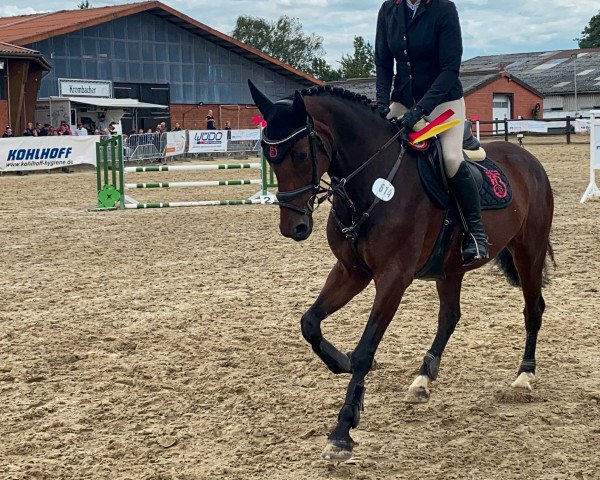 Springpferd La Belle de Balia DV (KWPN (Niederländisches Warmblut), 2016, von Cohinoor VDL)