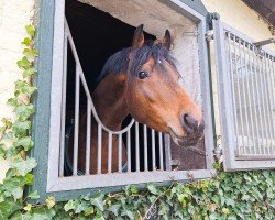 Dressurpferd Crown NoRiskNoFun (Deutsches Reitpony, 2021, von Fs Numero Uno)