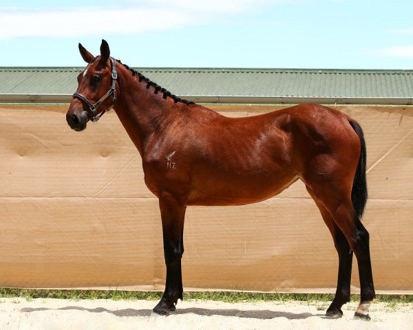 Springpferd Jolene (Neuseeländisches Warmblut, 2018, von Quool du Bois Margot)