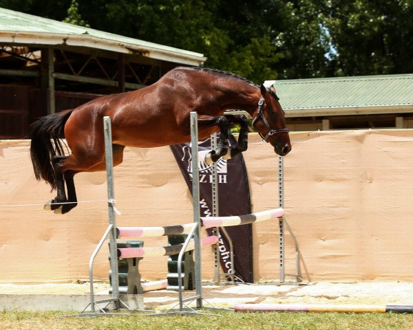 Springpferd Indigo (Neuseeländisches Warmblut, 2017, von Up To You)