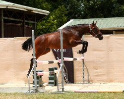 horse Jaguar (New Zealand Warmblood, 2018, from Contendro I)