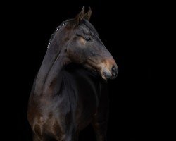 dressage horse Gladys B 4 (Westphalian, 2021, from Galaxy)