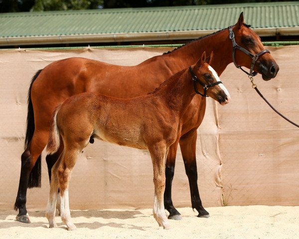 broodmare Fattori (New Zealand Warmblood, 2014, from Orlando van de Heffinck)