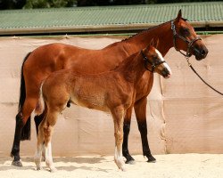 broodmare Fattori (New Zealand Warmblood, 2014, from Orlando van de Heffinck)