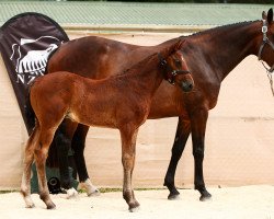 broodmare Gold Finch (New Zealand Warmblood, 2015, from Orlando van de Heffinck)