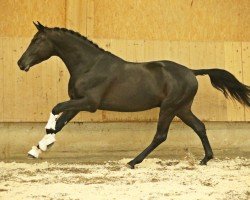 stallion Halcon (Trakehner, 2018, from E.H. Millennium)