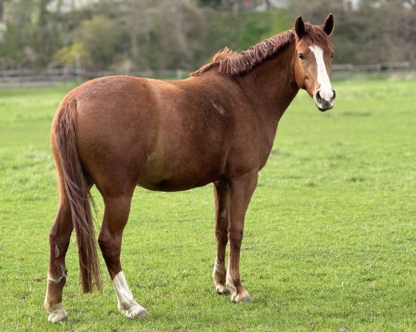 dressage horse Rubina (German Riding Pony,  , from FS Mr. President)