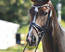 broodmare Adela (German Sport Horse, 2018, from Birkhof's Zalando OLD)