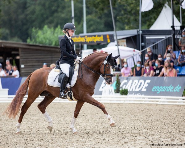 stallion FS Next Diamond (German Riding Pony, 2017, from Fs Numero Uno)
