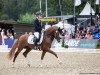 stallion FS Next Diamond (German Riding Pony, 2017, from Fs Numero Uno)