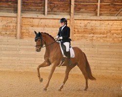 dressage horse Donna Rubina 2 (Oldenburg, 2010)