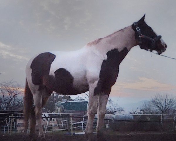 horse Magic II (Irish horse, 2010)