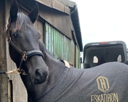 broodmare Malou (German Riding Pony, 2018, from Nanho Black S)