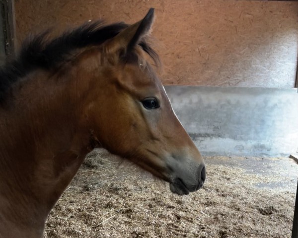 Fohlen von Dimensions Sweet Flame (Deutsches Reitpony, 2024, von Dimension AT NRW)