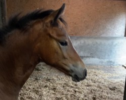 Fohlen von Dimensions Sweet Flame (Deutsches Reitpony, 2024, von Dimension AT NRW)